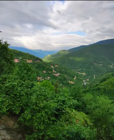 Acil Satılık Fındık Tarlası Acil Satılık Fındık Tarlası