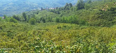 Şahinoğlu Emlaktan, Trabzon Derecik'te 13.560 M2 Merkeze Yakın Fındıklık Şahinoğlu Emlaktan, Trabzon Derecik'te 13.560 M2 Merkeze Yakın Fındıklık