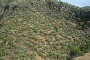 İzmir Torbalı Gold Emlaktan Balcılarda Satılık Zeytinlik