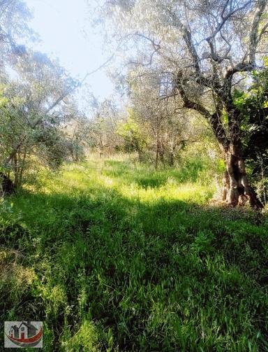 Güneyden İznik Mustafali Köyünde 650m2 Arsa Zeytinlik Güneyden İznik Mustafali Köyünde 650m2 Arsa Zeytinlik