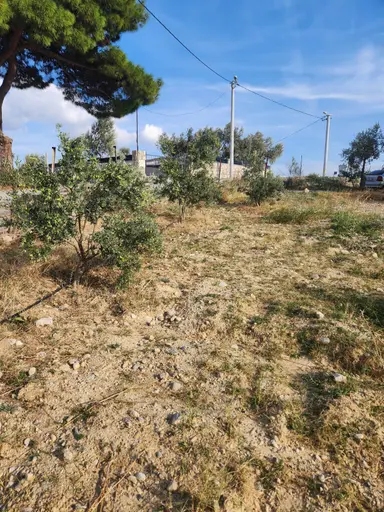 Acil Satılık Zeytinlik