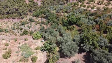Allahdiyen 40.298 M2 Satılık Zeytin Ve Kiraz Bahçesi