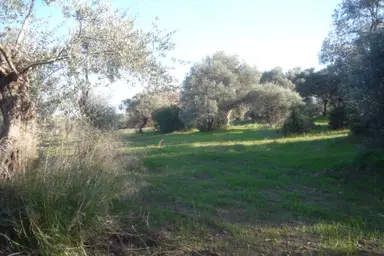 İzmir Torbalı Gold Emlaktan Satılık Zeytin Bahçesi