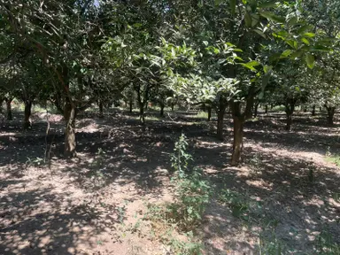 Nazilli Hamzallı Mah. Satılık Portakal Bahçesi Nazilli Hamzallı Mah. Satılık Portakal Bahçesi