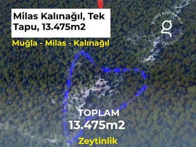 Milas Kalınağıl'da 13.475 M2 Zeytinlik