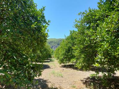 Muğla, Ortaca, Okçular Da, 1015 M2, Müstakil Tapulu Arsa Satılık.