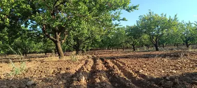 Akçadağ Doğu Mahallesinde Satılık Kayısı Bahçesi