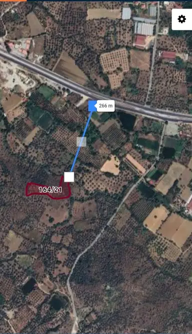 Muğla Milas Danışment'de Satılık Verimli Zeytinlik Tarla