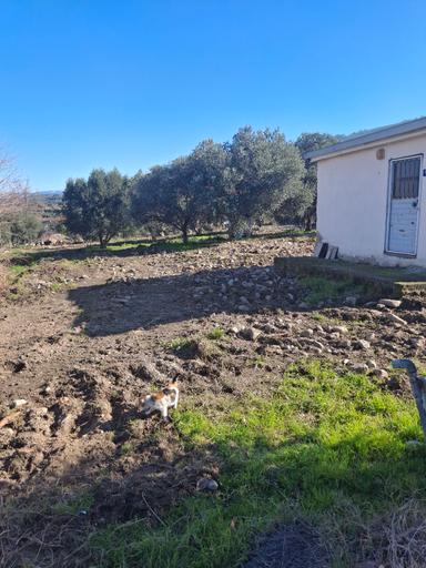 Kuyucak Karapınar Mahallesi Konut İmarlı İçinde Evi Olan Zeytinlikli Arsa 1376 M²