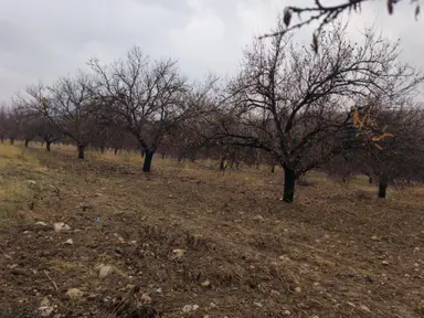 Acil İhtiyaçtanakçadağ Örende Satılık Bitişik Yanyana İki Bahçe Acil İhtiyaçtanakçadağ Örende Satılık Bitişik Yanyana İki Bahçe