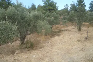 İzmir Torbalı Gold Emlaktan Satılık Zeytinlik