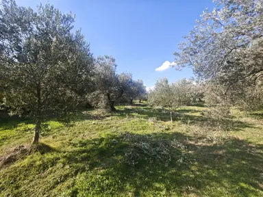 Vizyon Gayrimenkul'den Süleymanlı'da Satılık Zeytinlik
