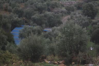 İzmir Torbalı Gold Emlaktan Satılık Zeytinli Tarla