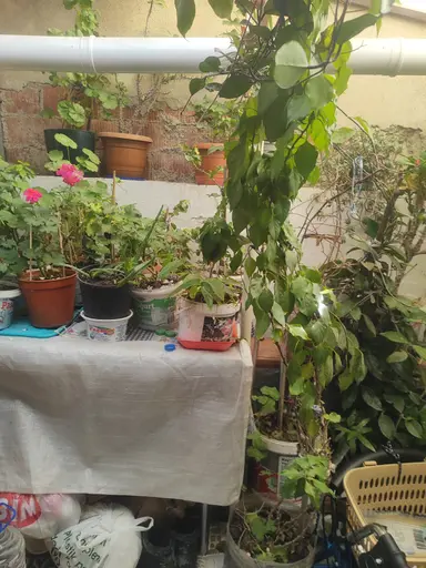 İlçe Merkezinde 140m2 Avlulu Tek Kat Müstakil Ev Mustafakemalpaşa Da İlçe Merkezinde 140m2 Avlulu Tek Kat Müstakil Ev Mustafakemalpaşa Da