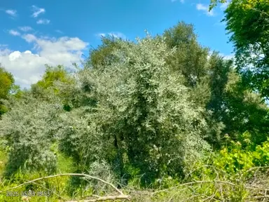 Pirlibey Mahallesinde Satılık Zeytinlik Pirlibey Mahallesinde Satılık Zeytinlik