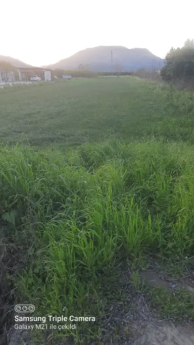 Ortaca Fevziye 2500 M2 Tarla