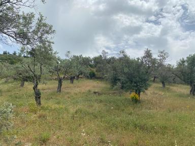 Torbalı Emlak'tan Dirmil'de 1615m2 Tek Tapu Müstakil Parsel Zeytinliğimiz Satılıktır