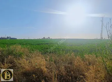 Kızıltepe Timurçiftliği Satılık 130 Dönüm Tarla Kızıltepe Timurçiftliği Satılık 130 Dönüm Tarla