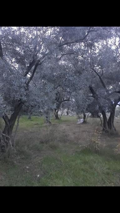 Denizli Kale Karagöl Mevkiinde Satılık Zeytinlk