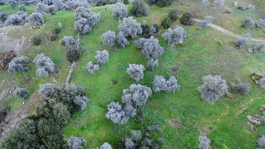 Aydın Koçarlı Hacıhamzalar'da Satılık Manzaralı Zeytinlik Aydın Koçarlı Hacıhamzalar'da Satılık Manzaralı Zeytinlik