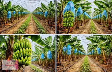 Mersin Anamur Da 3582 M2 Satılık Muz Serası Mersin Anamur Da 3582 M2 Satılık Muz Serası