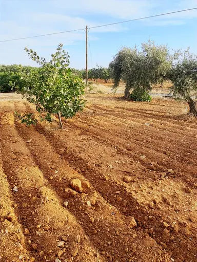 Gaziantep Nizip Yolunda Merkezi Konumda Fıstık Arsası