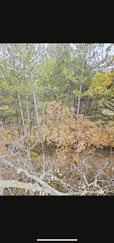 Banaz Düzlücede 1500m2 Ormaniçi Yolu Olan Tarla Banaz Düzlücede 1500m2 Ormaniçi Yolu Olan Tarla
