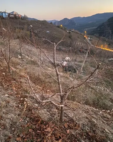 Mezitli Sarılar'da Etrafı Çevrili Yola Cepheli Meyve Bahçesi Mezitli Sarılar'da Etrafı Çevrili Yola Cepheli Meyve Bahçesi