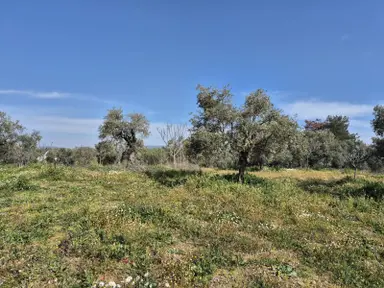 Kirazlı Çınar Gökçealan Köylerine Yakın Müstakil Tarlalar