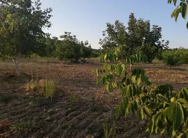 Gelibolu Yarımadasında Sahibinden Satılık Cevizlik Ve Zeytinlik