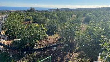 Erdemli Ayaş Mahallesinde Satılık Bakımlı Limon Bahçesi Erdemli Ayaş Mahallesinde Satılık Bakımlı Limon Bahçesi