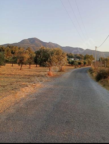 Aşağı Kızılca Ovasında Satılık Zeytinlik (armutlu Anayola Yakın)