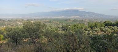Fırsat Fiyat-7155 M2 Zeytinlik