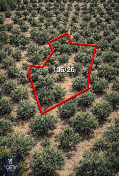 Asosta Deniz Manzaralı Satılık Zeytinlik Asosta Deniz Manzaralı Satılık Zeytinlik