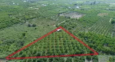 Kemalpaşa Ören’de Yatırımlık Bağ: Numaratajlı Yapı & Tapuya İşli Geçiş Hakkı