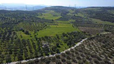 Samurluda 10500m2 Satılık Yolu Olan Tarla Samurluda 10500m2 Satılık Yolu Olan Tarla
