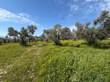 Şehır Merkezıne Yakın 4112 M² Satılık Tarla