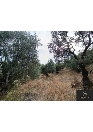Century21 Işıltı'dan Germencik'te Satılık Zeytinlik
