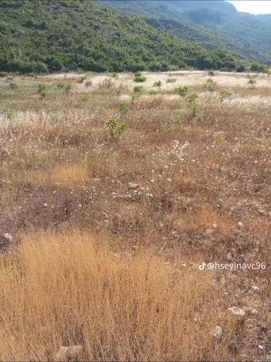 Satılık Arazi.156 Tane İncir Agacı Ve Artezyen Su Var Satılık Arazi.156 Tane İncir Agacı Ve Artezyen Su Var