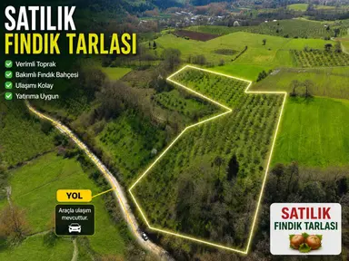 Sancak Emlak'tan Satılık Fındık Tarlası