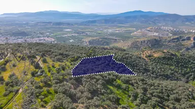 Selçuk Zafer Mahallesi'nde 9.680 M2 Verimli Zeytinlik Selçuk Zafer Mahallesi'nde 9.680 M2 Verimli Zeytinlik