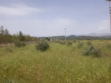 Muğla Yatağan Bahçeyaka'da Satılık Tarla-zeytinlik-bahçe