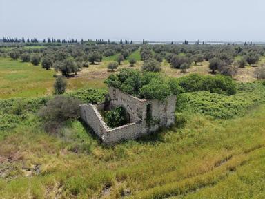 Pera Gayrimenkulden Ayvalık'ta Satılık 164 Dönüm Tarla-zeytinlik
