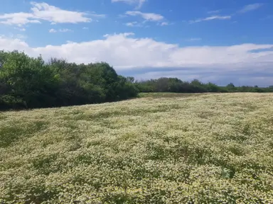 Edirne Havsa Bakışlar Köy Satılık Arsa Çap Muvakkat Vardır Edirne Havsa Bakışlar Köy Satılık Arsa Çap Muvakkat Vardır