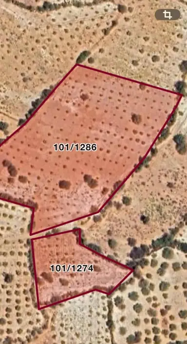 Örenpınarda Satılık Toplamı 13.000 M2 Zeytin Bahçesi