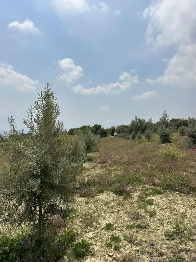 Aziz Emlak'tan Resul Da Satılık 7 Dönüm Full Mersin Manzaralı