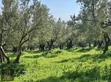 Mudanya Dereköyde Satılık Zeytinlik