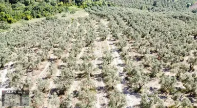 İpekyayla Da Bakımlı Zeytinlik
