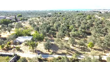 🟥aktiften Taylıelinde 794 M2 Deniz Manzaralı Satılık Zeytinlik