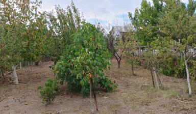 Çorum Merkezde 560m2 Bahçe Ve Ev